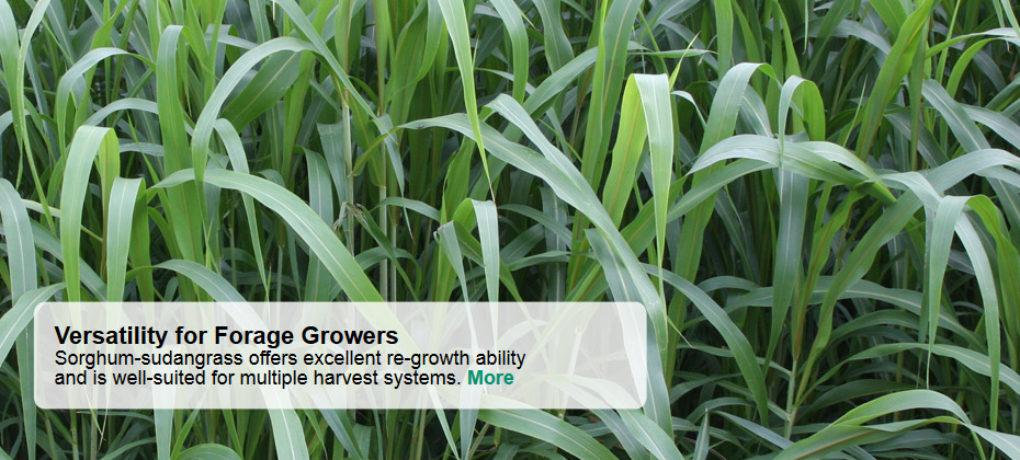 Versatility for Forage Growers