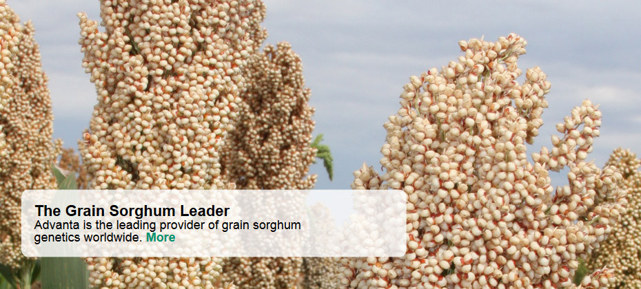 The Grain Sorghum Leader