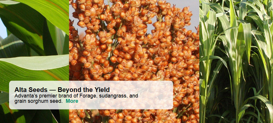 Alta Seeds - Beyond the Yield