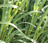 Sorghum-Sudangrass